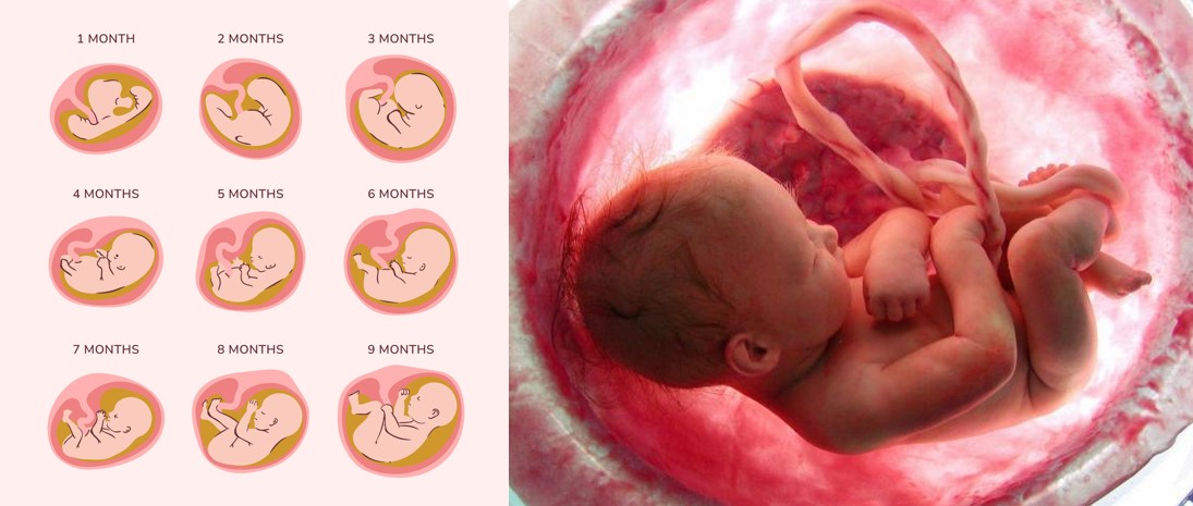 Sanando Nuestra Gestación